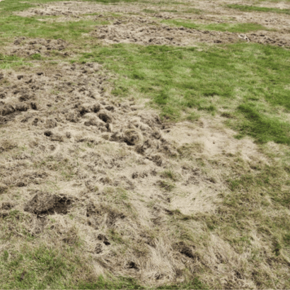 Lawn with visible grub damage, showing thinning grass and weakened turf from grub feeding on roots.