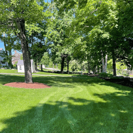 Healthy green lawn thriving with proper care and maintenance, free of pests and stressors.