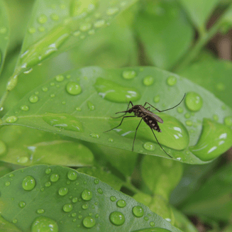  Eastern Equine Encephalitis EEE mosquito-borne disease