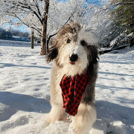 Pet dog playing in snow away from the lawn, minimizing damage to grass during winter months