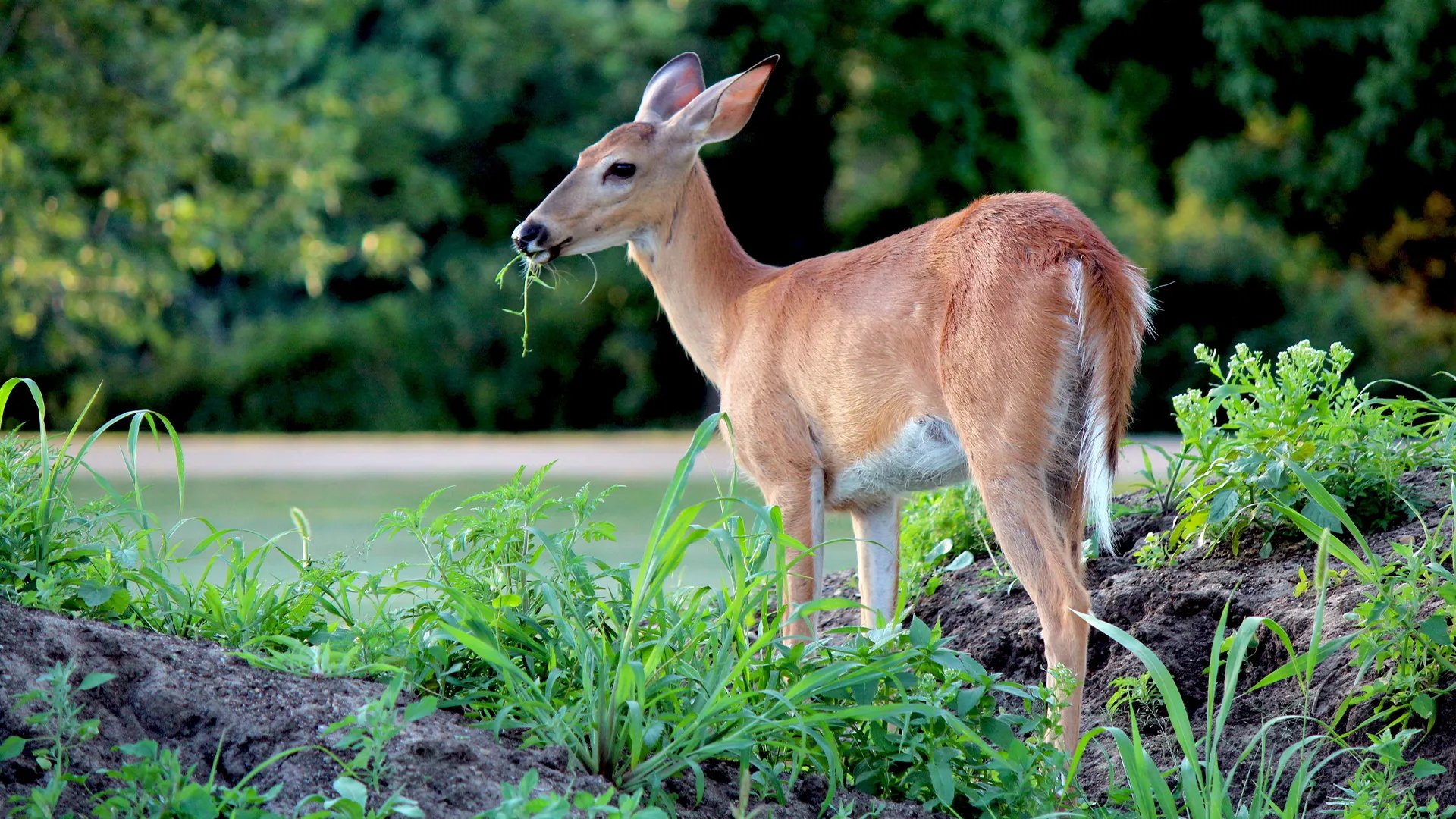 Protecting-Plants-from-Deer