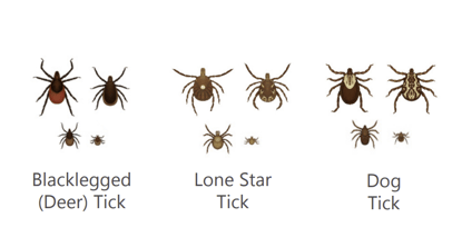 Identifying three different ticks. Blacklegged tick, lone star tick and dog tick. 