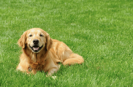 Dog sitting on lawn using pet-safe lawn care services