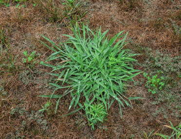 Mature crabgrass plant with visible seed heads, highlighting the thousands of seeds it can produce.