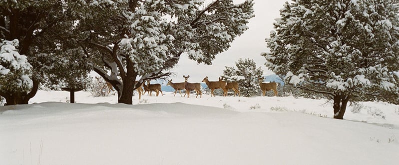 deer-snow-forest-trees-winter.jpg