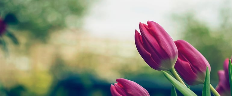 spring-tulips.jpeg