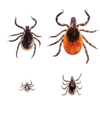 Ticks on Martha's Vineyard [Resources]