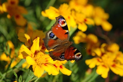 butterfly on flower 