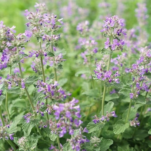 These 12 Plants Will Repel Pests Naturally