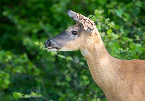 deer with ticks_236486270