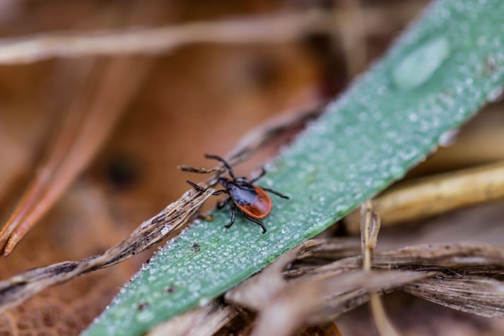 with smart natural tick prevention, you can keep ticks like this off your yard