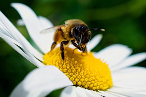 bee on flower