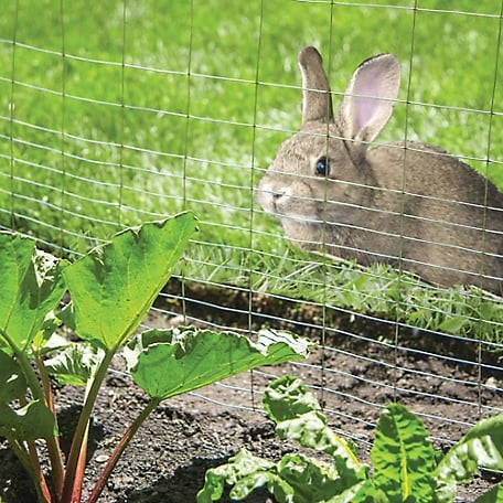 rabbit looking at  plants through a fence